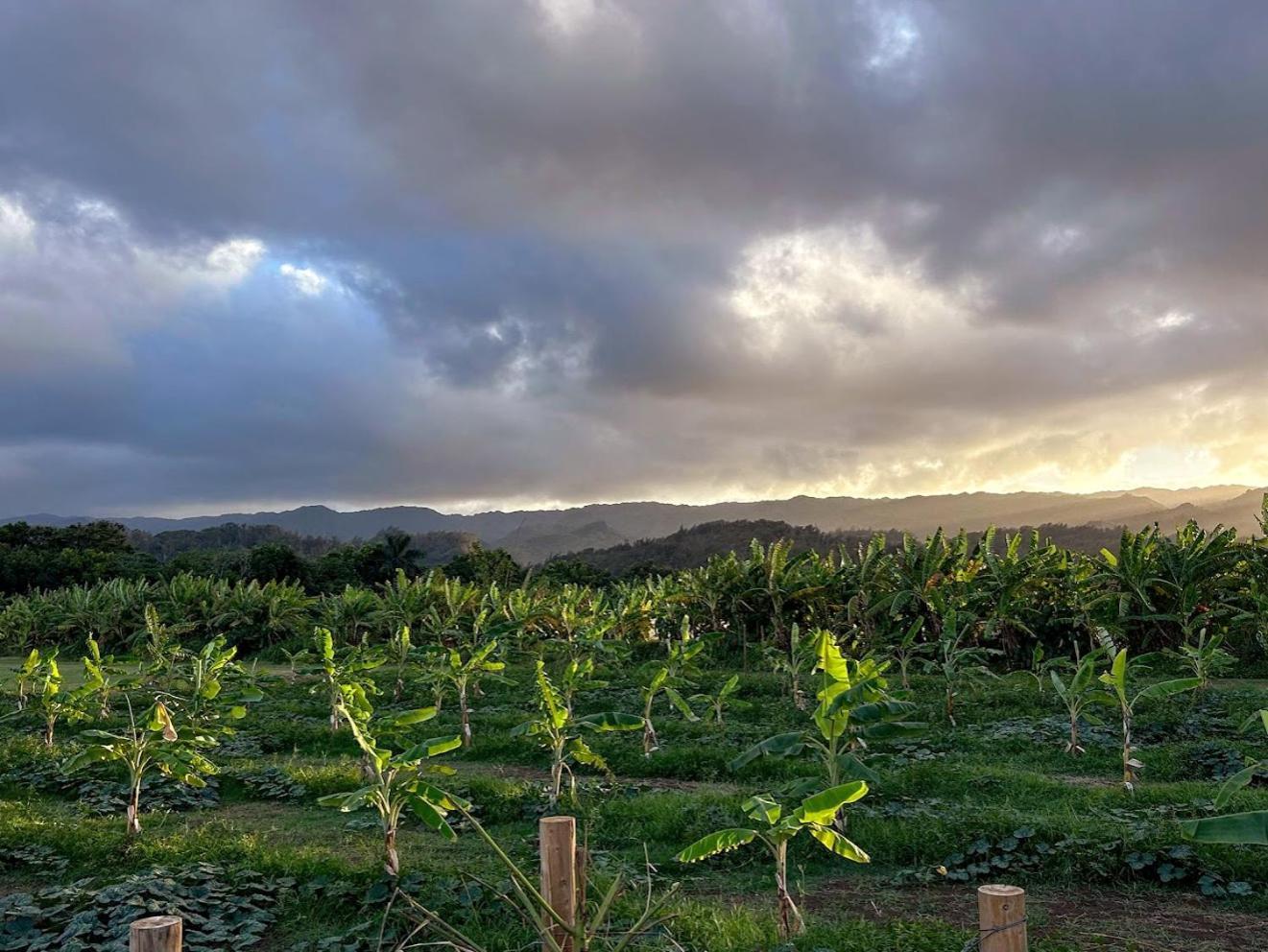 North Shore Glamping Camping Laie, Oahu, Hawaii Eksteriør bilde